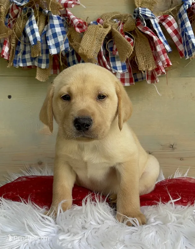 Green Collar Male – Labrador Retriever puppy for sale in Chireno, TX