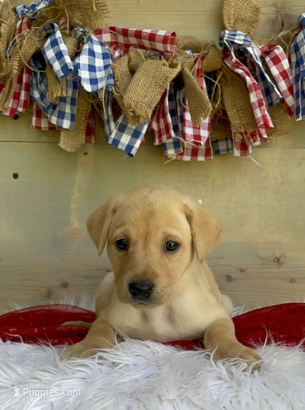 Aqua Female  – Labrador Retriever puppy for sale in Chireno, TX