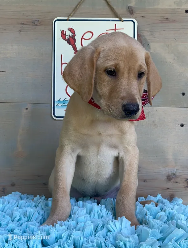 Black Collar Male – Labrador Retriever puppy for sale in Chireno, TX