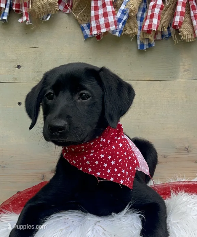 Purple collar – Labrador Retriever puppy for sale in Chireno, TX