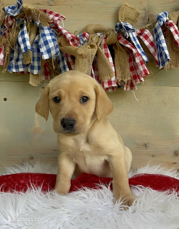 Orange Collar Male – Labrador Retriever puppy for sale in Chireno, TX