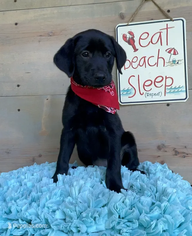Purple collar – Labrador Retriever puppy for sale in Chireno, TX