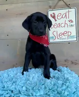Purple collar, a female Labrador Retriever for sale in Chireno, TX – 1 of 4