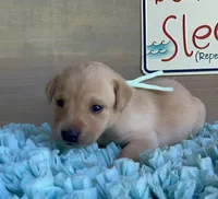 Aqua Female , a female Labrador Retriever for sale in Chireno, TX – 2 of 4