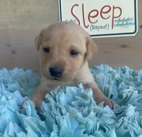 Aqua Female , a female Labrador Retriever for sale in Chireno, TX – 1 of 4