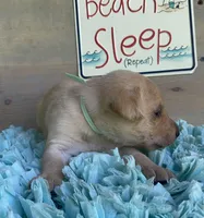 Aqua Female , a female Labrador Retriever for sale in Chireno, TX – 4 of 4