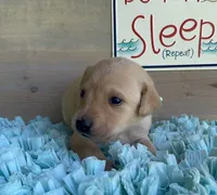 Aqua Female , a female Labrador Retriever for sale in Chireno, TX – 3 of 4