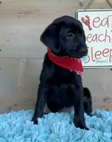 Purple collar, a female Labrador Retriever for sale in Chireno, TX – 3 of 4