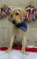 Black Collar Male, a male Labrador Retriever for sale in Chireno, TX – 2 of 4
