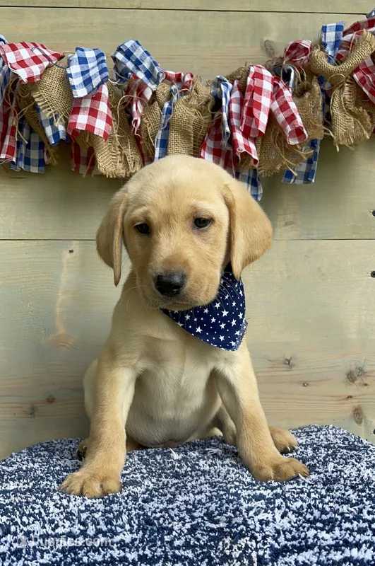 Orange Collar Male – Labrador Retriever puppy for sale in Chireno, TX