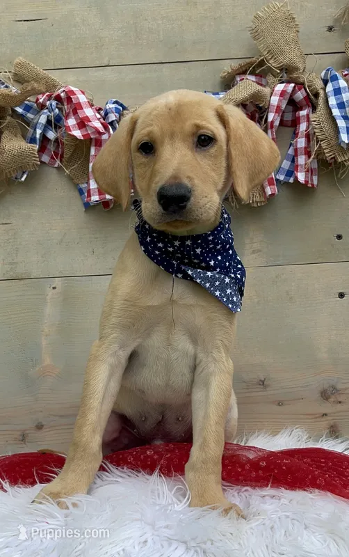 Black Collar Male – Labrador Retriever puppy for sale in Chireno, TX