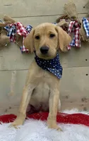 Black Collar Male, a male Labrador Retriever for sale in Chireno, TX – 1 of 4