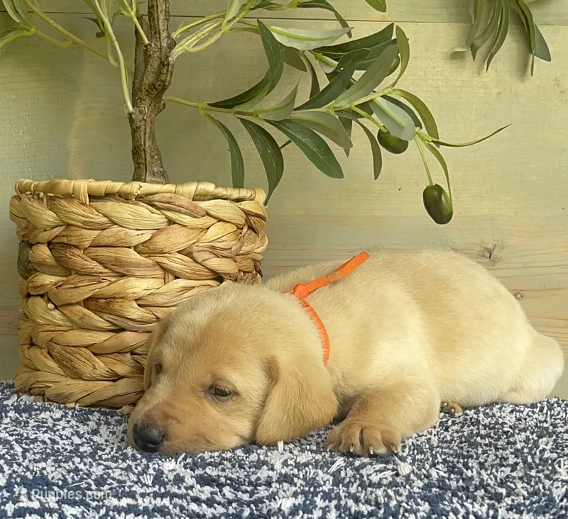 Orange Collar Male – Labrador Retriever puppy for sale in Chireno, TX