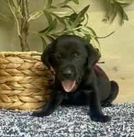 black Female, a female Labrador Retriever for sale in Chireno, TX – 3 of 4