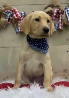 Orange Collar Male, a male Labrador Retriever for sale in Chireno, TX – 4 of 4