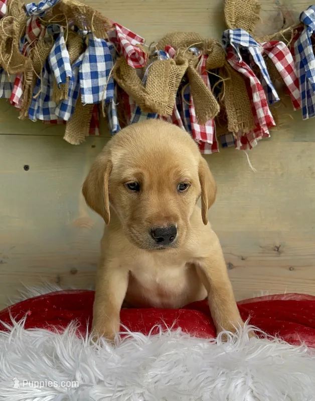 Black Collar Male – Labrador Retriever puppy for sale in Chireno, TX