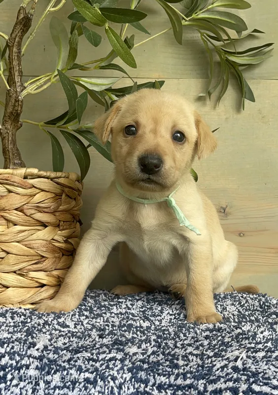 Aqua Female  – Labrador Retriever puppy for sale in Chireno, TX