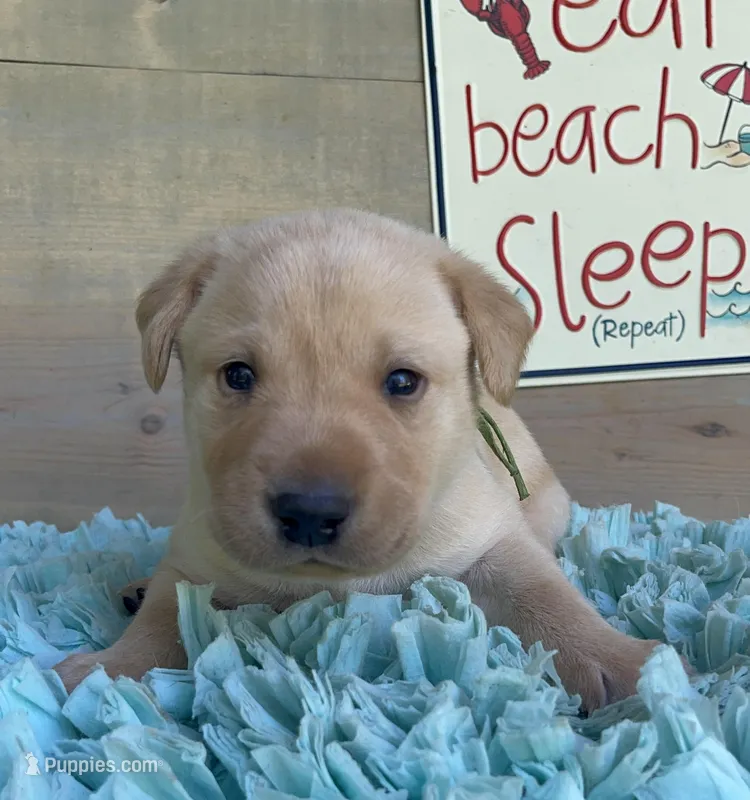 Green Collar Male – Labrador Retriever puppy for sale in Chireno, TX