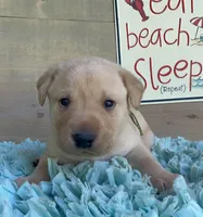 Green Collar Male, a male Labrador Retriever for sale in Chireno, TX – 1 of 4