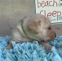 Green Collar Male, a male Labrador Retriever for sale in Chireno, TX – 3 of 4