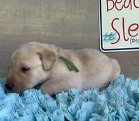Green Collar Male, a male Labrador Retriever for sale in Chireno, TX – 2 of 4