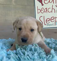 Green Collar Male, a male Labrador Retriever for sale in Chireno, TX – 4 of 4