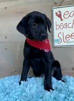 Purple collar, a female Labrador Retriever for sale in Chireno, TX – 2 of 4
