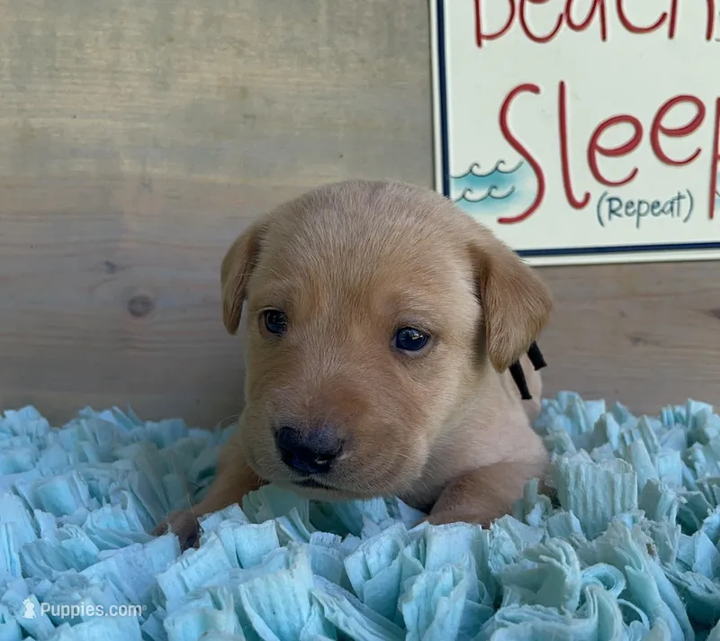 Black Collar Male – Labrador Retriever puppy for sale in Chireno, TX