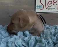 Black Collar Male, a male Labrador Retriever for sale in Chireno, TX – 2 of 4