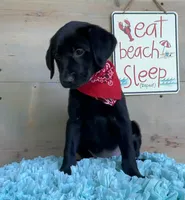 Purple collar, a female Labrador Retriever for sale in Chireno, TX – 4 of 4