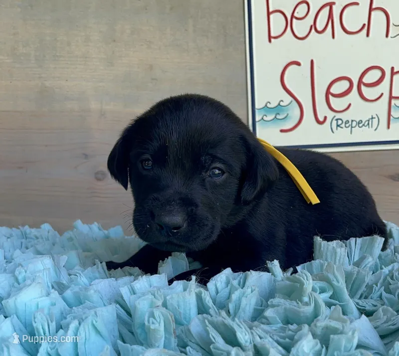 Black Male – Labrador Retriever puppy for sale in Chireno, TX