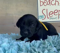 Black Male, a male Labrador Retriever for sale in Chireno, TX – 1 of 4