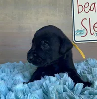 Black Male, a male Labrador Retriever for sale in Chireno, TX – 3 of 4