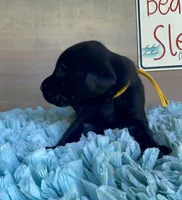 Black Male, a male Labrador Retriever for sale in Chireno, TX – 4 of 4