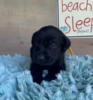 Black Male, a male Labrador Retriever for sale in Chireno, TX – 2 of 4