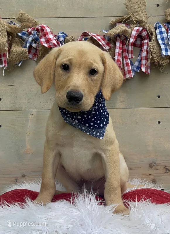 Orange Collar Male – Labrador Retriever puppy for sale in Chireno, TX