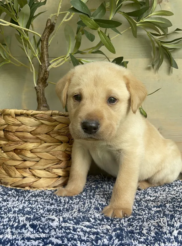 Green Collar Male – Labrador Retriever puppy for sale in Chireno, TX