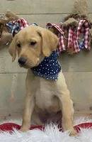 Orange Collar Male, a male Labrador Retriever for sale in Chireno, TX – 3 of 4