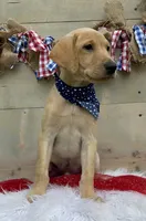 Black Collar Male, a male Labrador Retriever for sale in Chireno, TX – 4 of 4