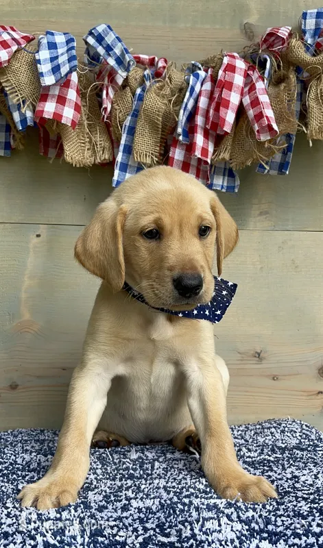 Black Collar Male – Labrador Retriever puppy for sale in Chireno, TX