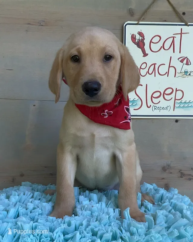 Orange Collar Male – Labrador Retriever puppy for sale in Chireno, TX