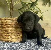 black Female, a female Labrador Retriever for sale in Chireno, TX – 4 of 4