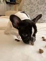 Chicfilet Cow, a male French Bulldog for sale in Denver, CO – 2 of 2