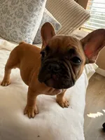 Moochacho, a male French Bulldog for sale in Denver, CO – 1 of 2
