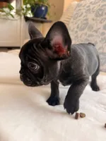 Dino, a male French Bulldog for sale in Denver, CO – 2 of 2