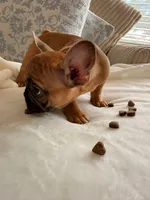Moochacho, a male French Bulldog for sale in Denver, CO – 2 of 2