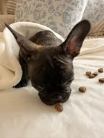 Lucia, a female French Bulldog for sale in Denver, CO – 2 of 2