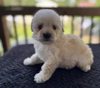 Uno , a male Poodle - Toy  for sale in Camden, AR – 4 of 7