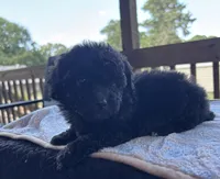 Mabeline (akc), a female Poodle - Toy  for sale in Camden, AR – 3 of 3