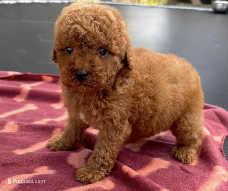 Neko (deep red) – Poodle - Toy  puppy for sale in Camden, AR